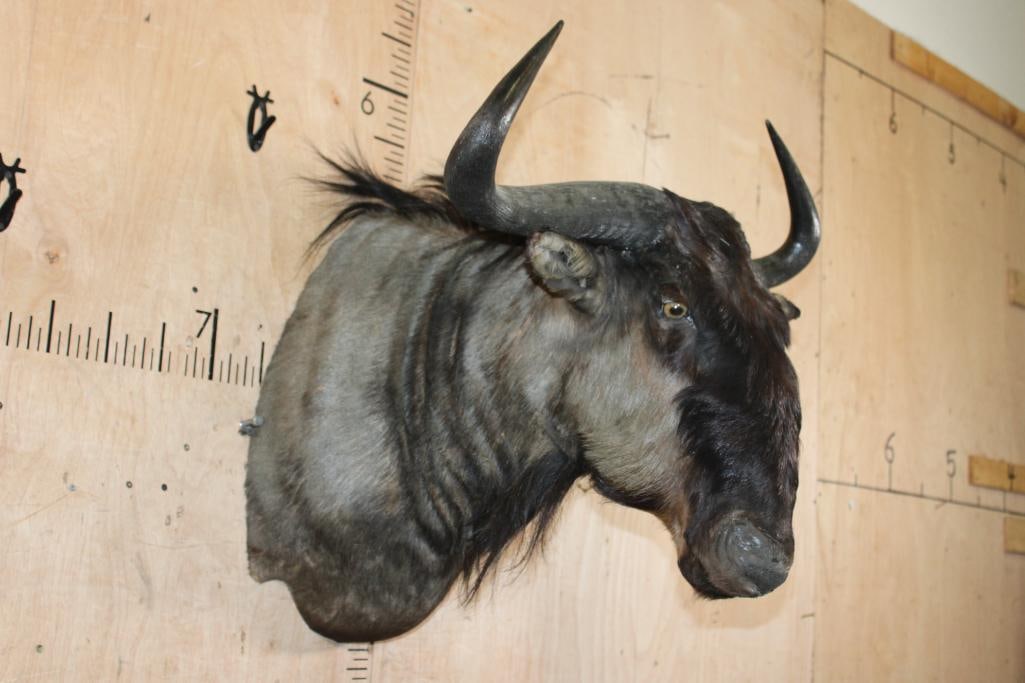 BLUE WILDEBEEST Shoulder Mount - 2