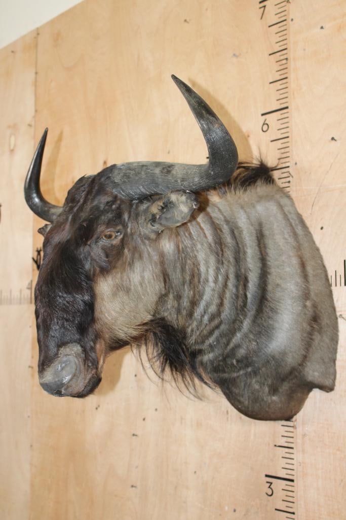 BLUE WILDEBEEST Shoulder Mount - 3
