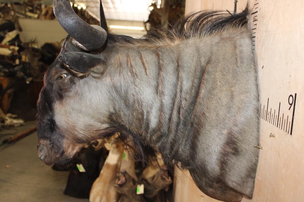 BLUE WILDEBEEST Shoulder Mount - 4