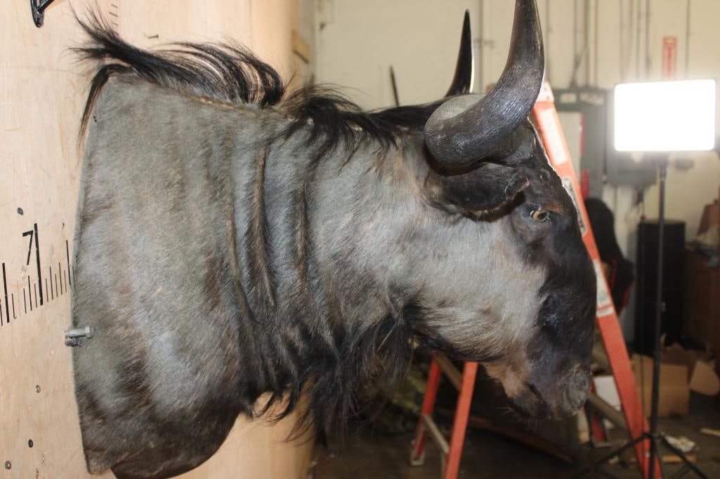 BLUE WILDEBEEST Shoulder Mount - 5
