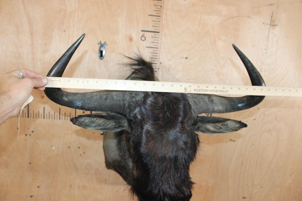 BLUE WILDEBEEST Shoulder Mount - 6