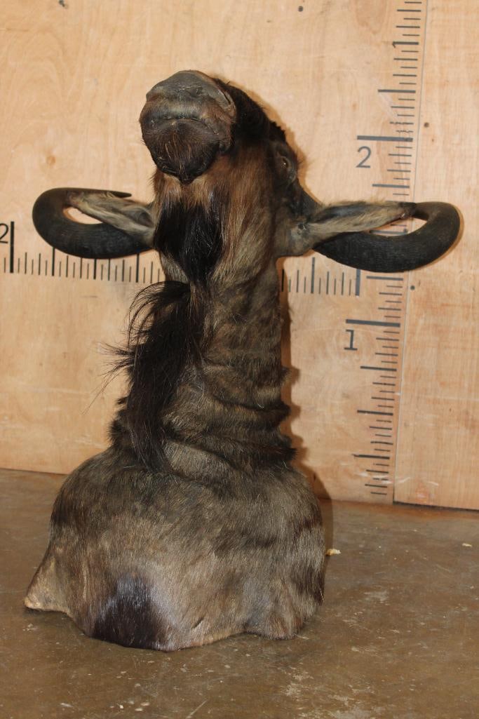 BLUE WILDEBEEST Shoulder Mount - 7
