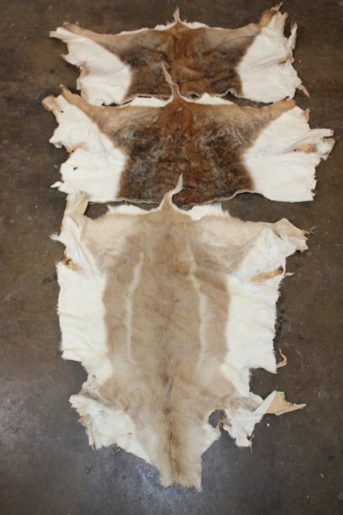 (2) Male BLACKBUCK Back Hides and (1) Female BLACKBUCK Hide: 2 Male BLACKBUCK Back Hides and 1 Female BLACKBUCK Hide. TAXIDERMY HIDES 