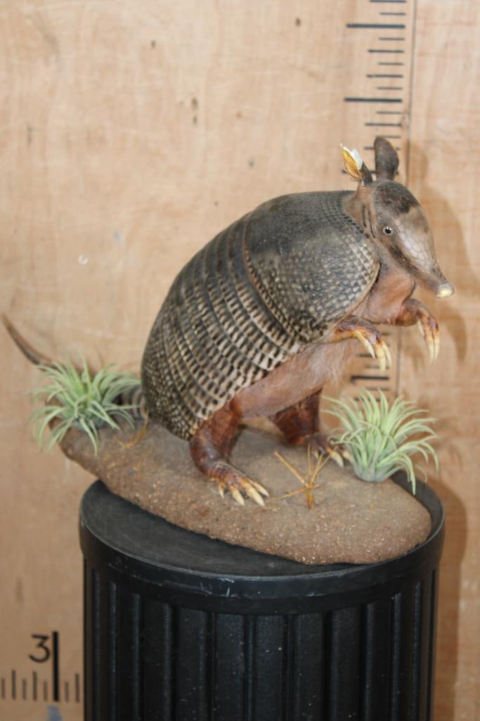 Life-sized ARMADILLO on a Decorative Base: Adorable Life-sized ARMADILLO on a Decorative Base. It measures 26" Long x 8" Wide x 13.5" Tall. There is left ear damage, otherwise it is in Good Condition. TAXIDERMY 