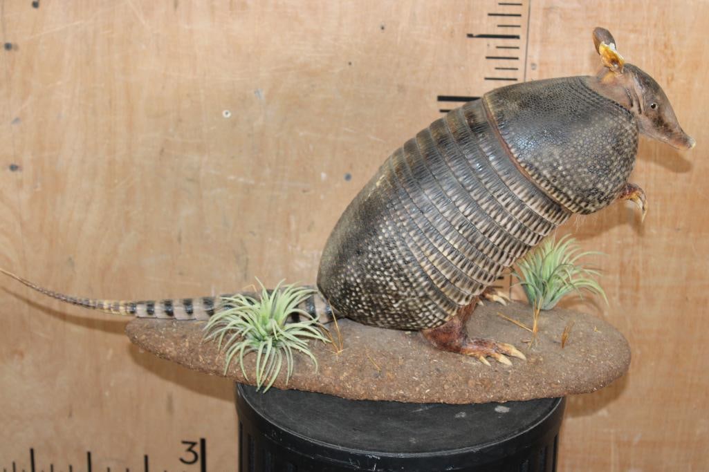Life-sized ARMADILLO on a Decorative Base - 2