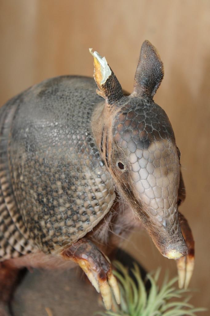 Life-sized ARMADILLO on a Decorative Base - 3