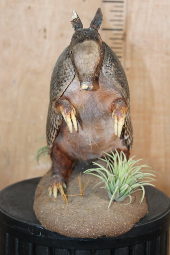 Life-sized ARMADILLO on a Decorative Base - 4