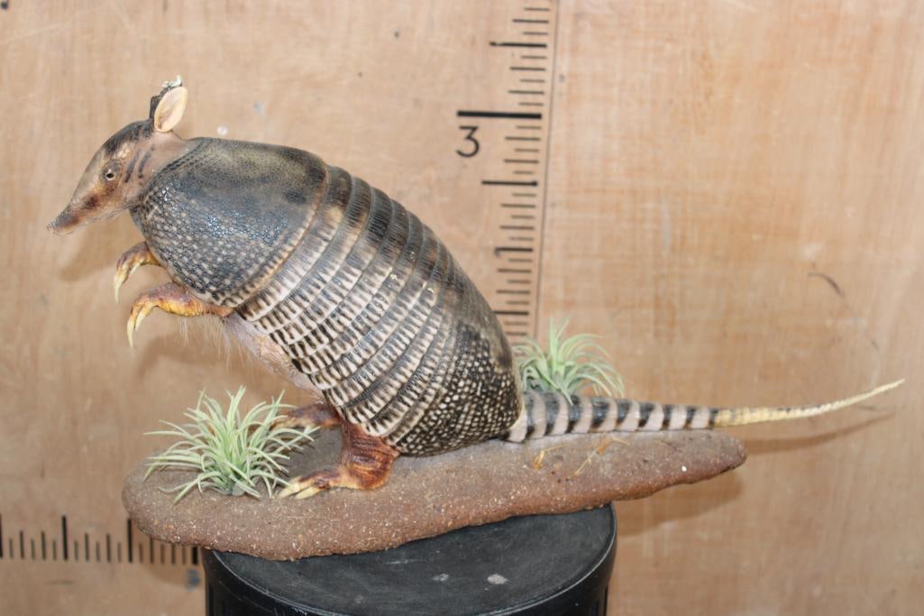 Life-sized ARMADILLO on a Decorative Base - 5