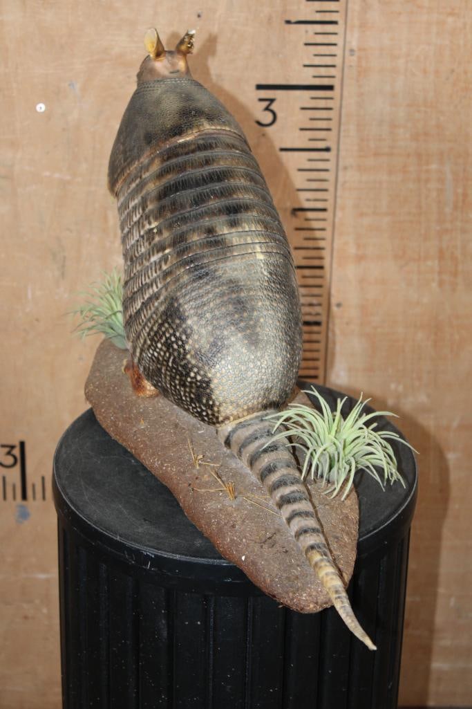 Life-sized ARMADILLO on a Decorative Base - 6