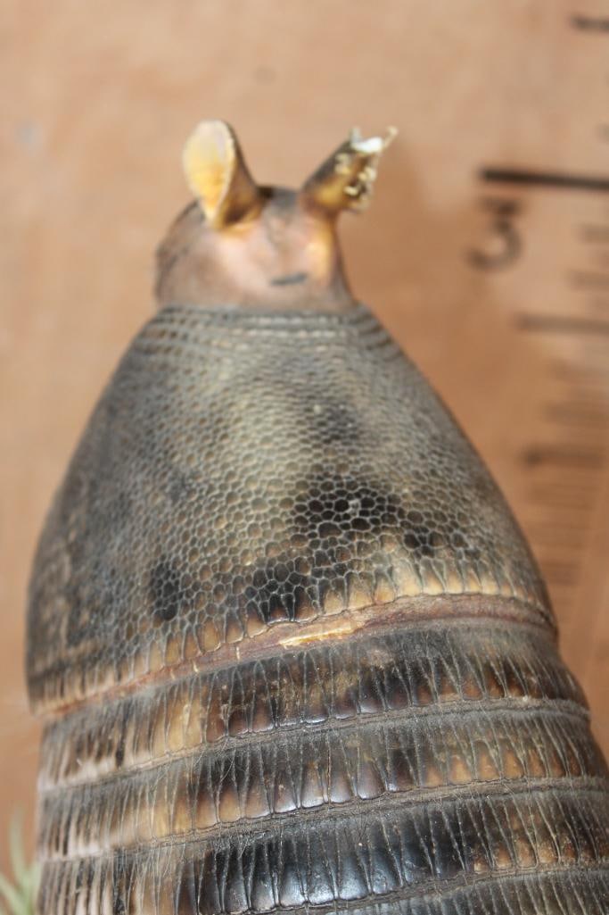 Life-sized ARMADILLO on a Decorative Base - 7
