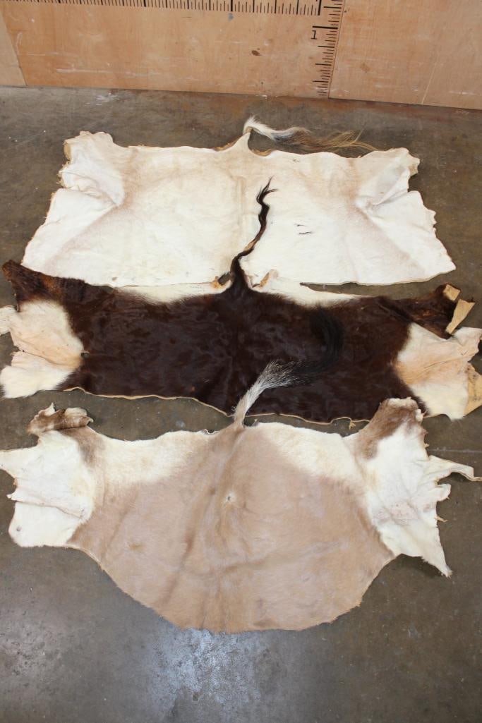 (1) ORYX, (1) BLESBOK, and (1) GEMSBOK Back Hide: 3 Back Hides. 1 ORYX Back Hide, 1 BLESBOK Back Hide, and 1 GEMSBOK Back Hide. The Oryx was "Taken" in Texas. They are in Good Condition. TAXIDERMY HIDES 