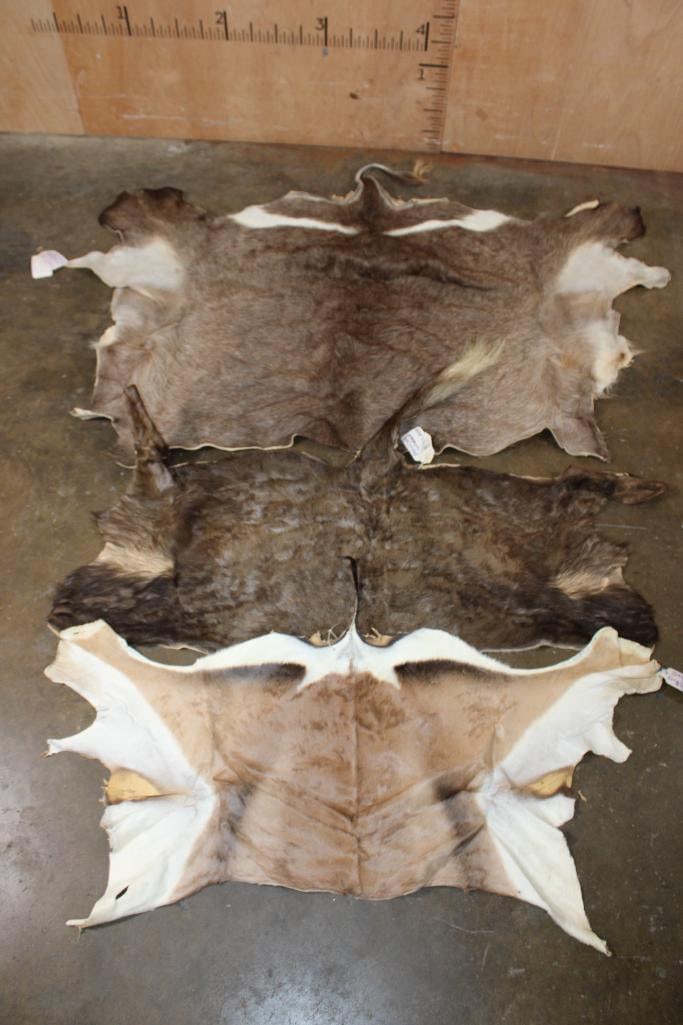3 Back Hides. (1) WATERBUCK, (1) BLACK WILDEBEEST, (1) GRANT's GAZELLE: 3 Very Nice and Clean Back Hides. There is 1 WATERBUCK Back Hide, 1 BLACK WILDEBEEST Back Hide, and 1 GRANT's GAZELLE Back Hide. They were "Taken" in 2019 and are in Very Good Condition. TAXIDERMY