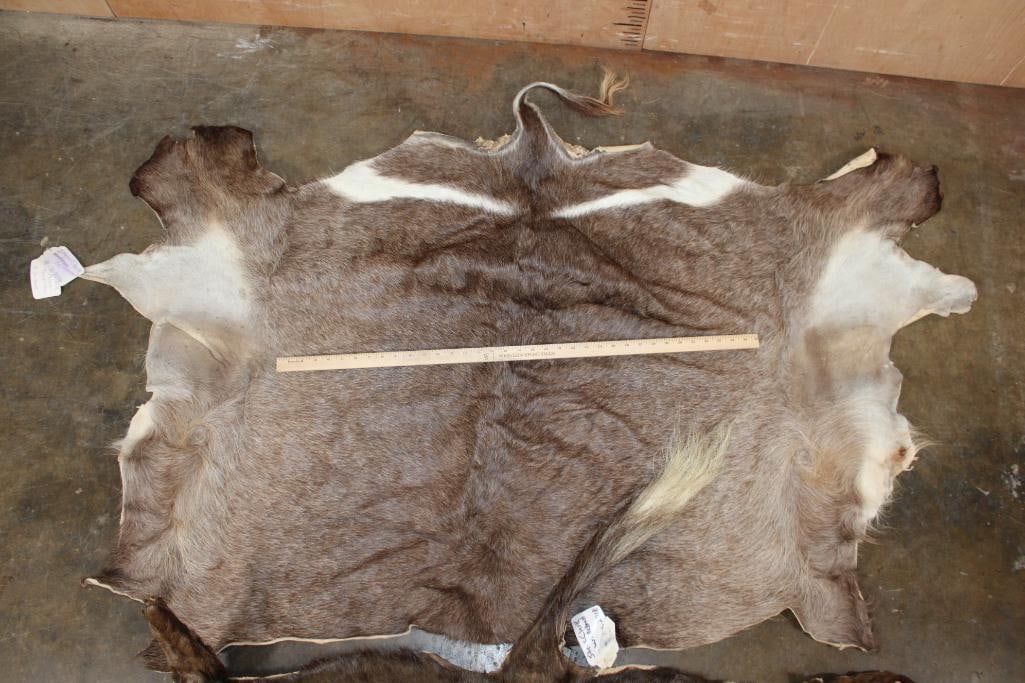 3 Back Hides. (1) WATERBUCK, (1) BLACK WILDEBEEST, (1) GRANT's GAZELLE - 2