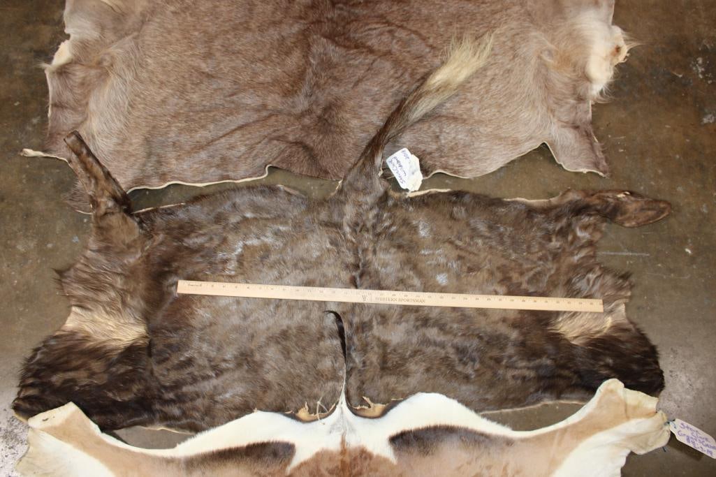 3 Back Hides. (1) WATERBUCK, (1) BLACK WILDEBEEST, (1) GRANT's GAZELLE - 3