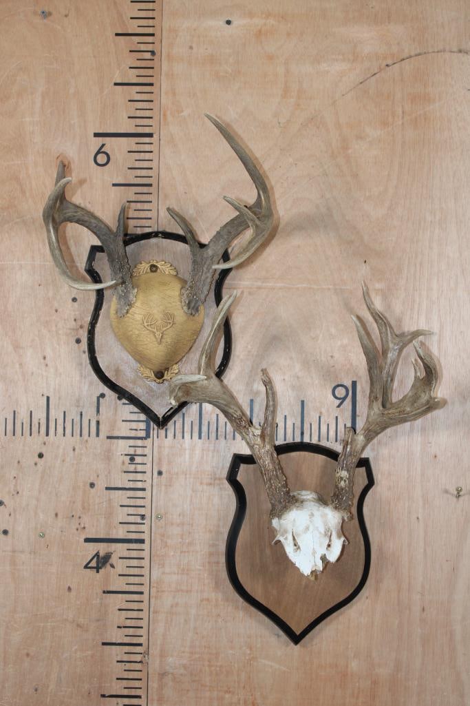 (2) WHITETAIL DEER Antler Racks on Matching Wood Plaques: 2 WHITETAIL DEER Antler Racks on Matching Wood Plaques. TAXIDERMY 