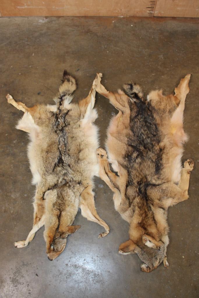 (2) COYOTE Hides with All the Paws and Claws: 2 COYOTE Hides with All the Paws and Claws. 1 is missing half of its tail. They measure 44" Long and 47" Long. TAXIDERMY HIDES 