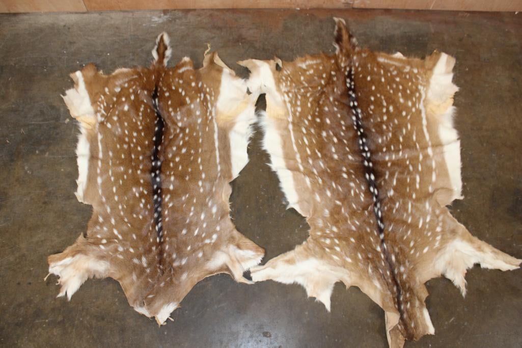 (2) AXIS DEER Hides: 2 AXIS DEER Hides. They measure 52" Long x 36" Wide and 46" Long x 29" Wide. TAXIDERMY HIDES 