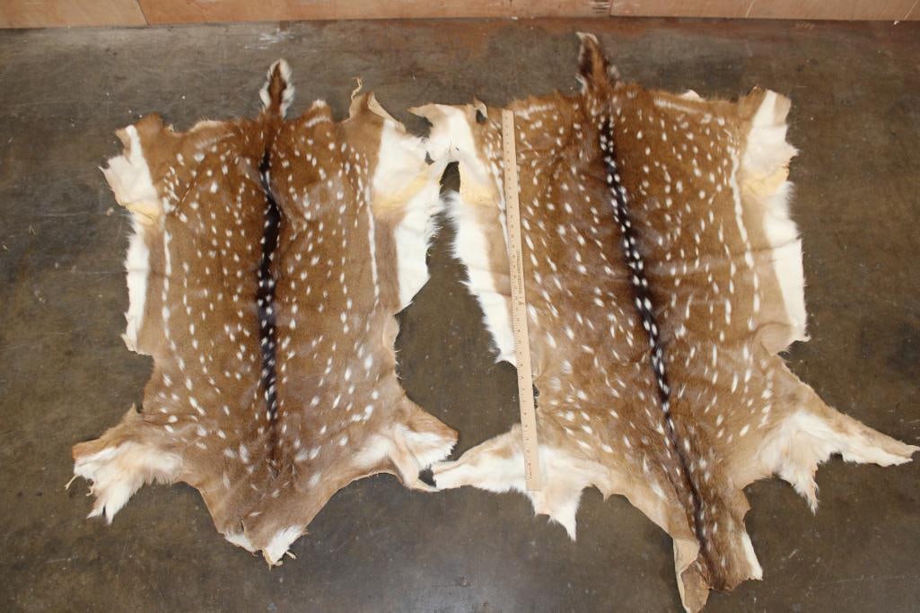 (2) AXIS DEER Hides - 2