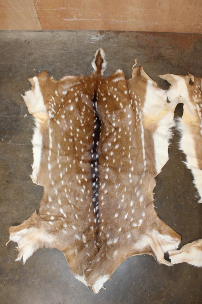 (2) AXIS DEER Hides - 3
