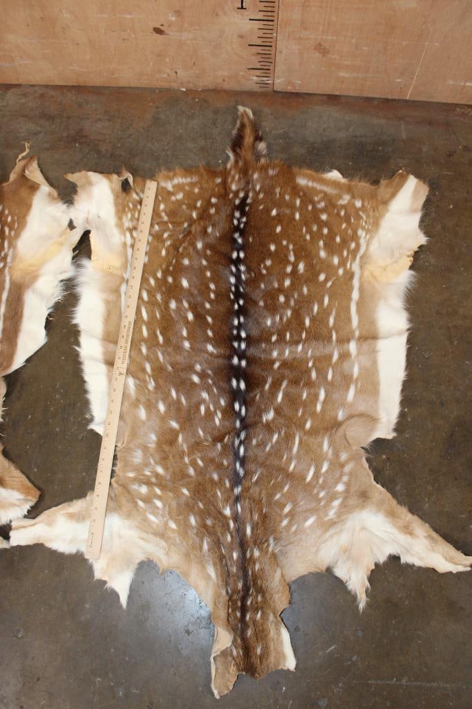 (2) AXIS DEER Hides - 4