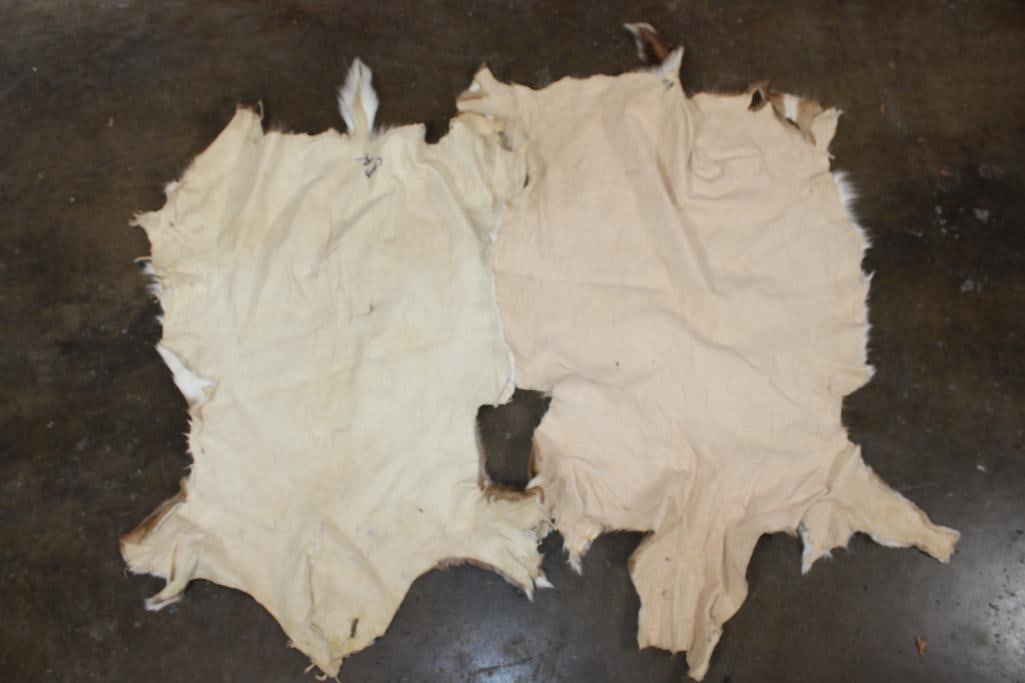(2) AXIS DEER Hides - 5
