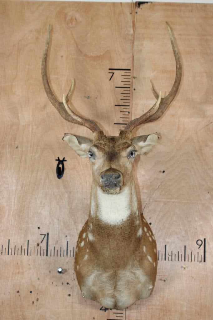 AXIS DEER Shoulder Mount: AXIS DEER Shoulder Mount with a 20.5" Spread. It is in need of repair, *see photos. TAXIDERMY 