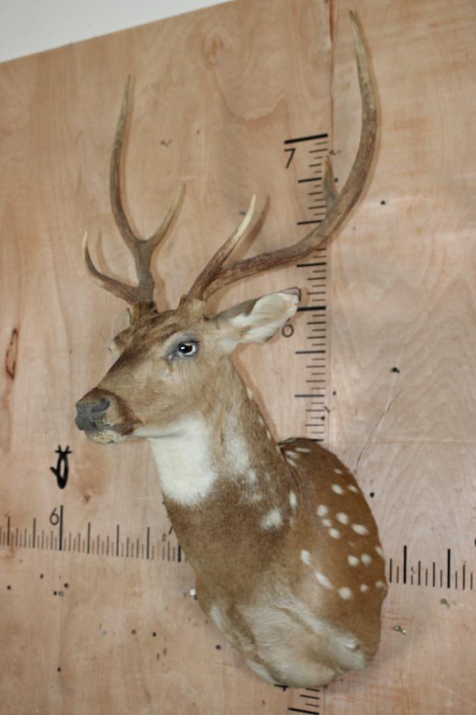 AXIS DEER Shoulder Mount - 2