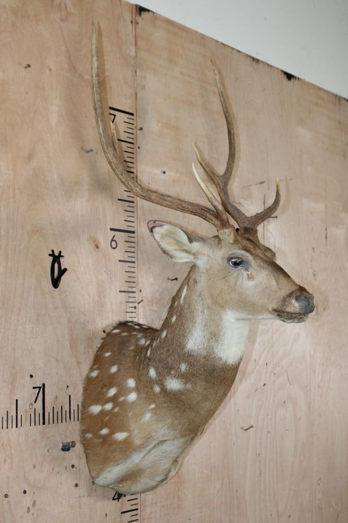 AXIS DEER Shoulder Mount - 3