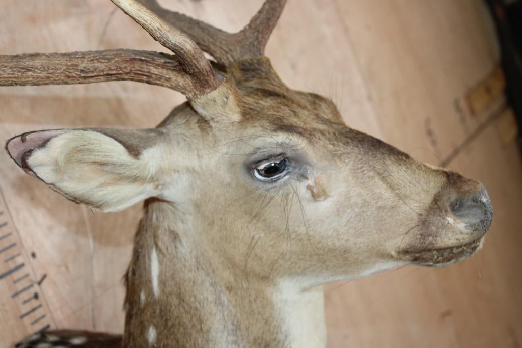 AXIS DEER Shoulder Mount - 4