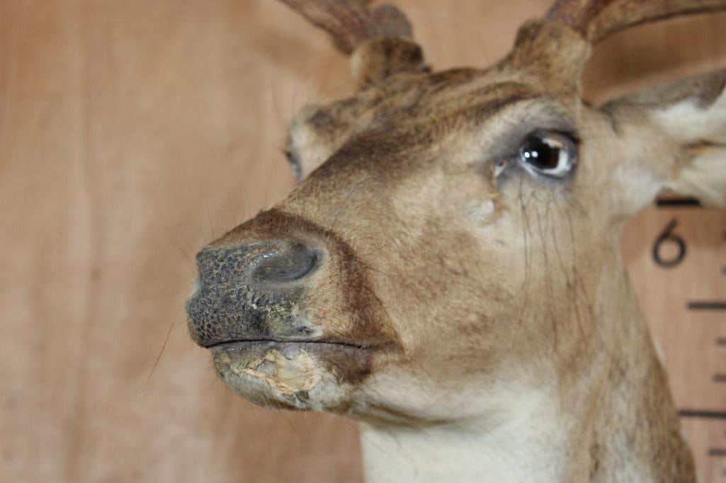 AXIS DEER Shoulder Mount - 5