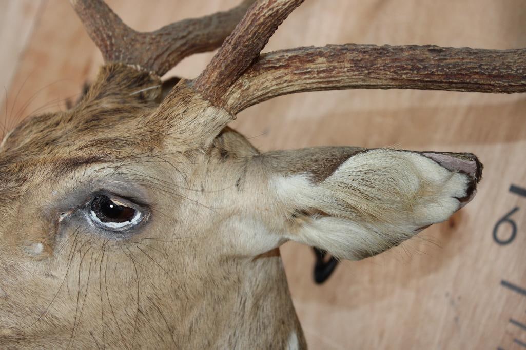 AXIS DEER Shoulder Mount - 6