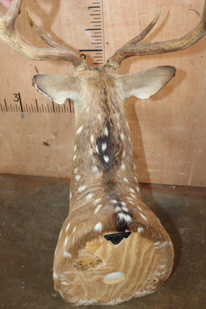 AXIS DEER Shoulder Mount - 7