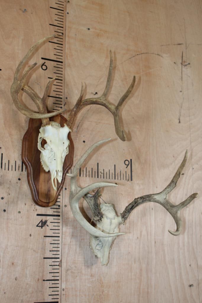 (2) WHITETAIL DEER Skulls: 2 WHITETAIL DEER Skulls. There is an 8-Point with a 16" Spread and a 9-Point with a 17" Spread. Both have nose damage. TAXIDERMY SKULLS 