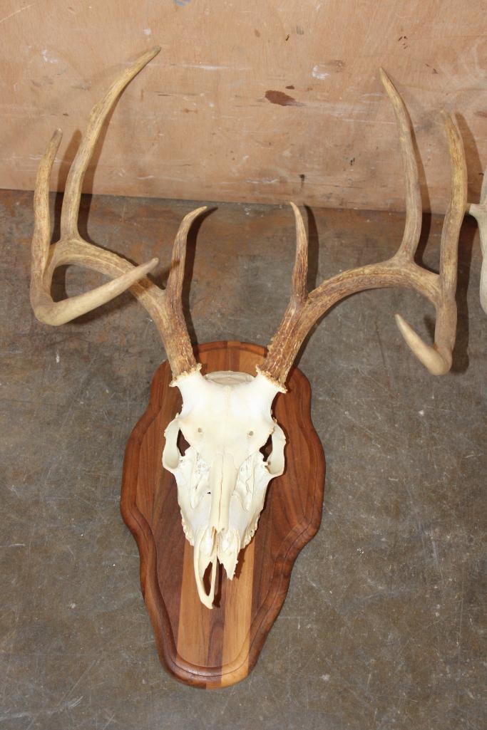(2) WHITETAIL DEER Skulls - 2