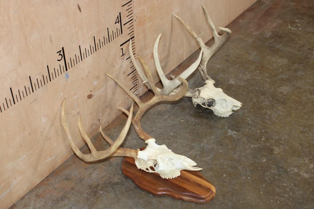 (2) WHITETAIL DEER Skulls - 3