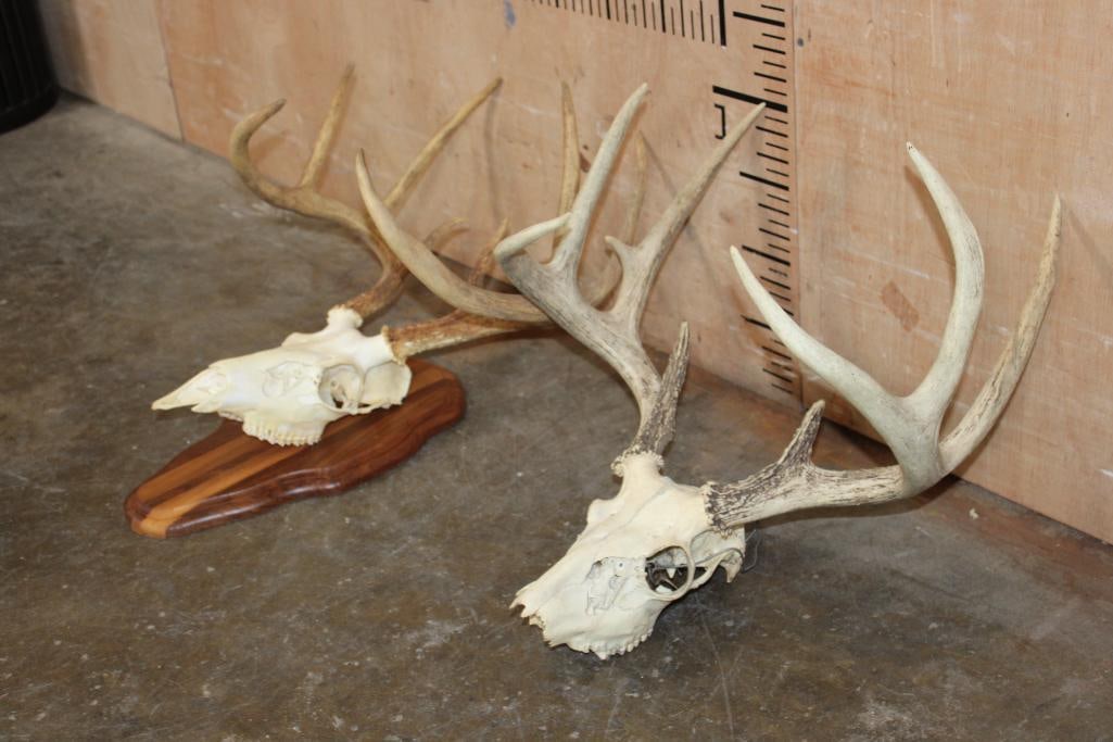 (2) WHITETAIL DEER Skulls - 4