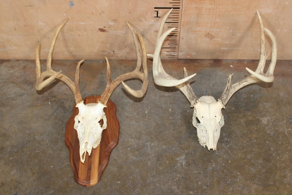 (2) WHITETAIL DEER Skulls - 5