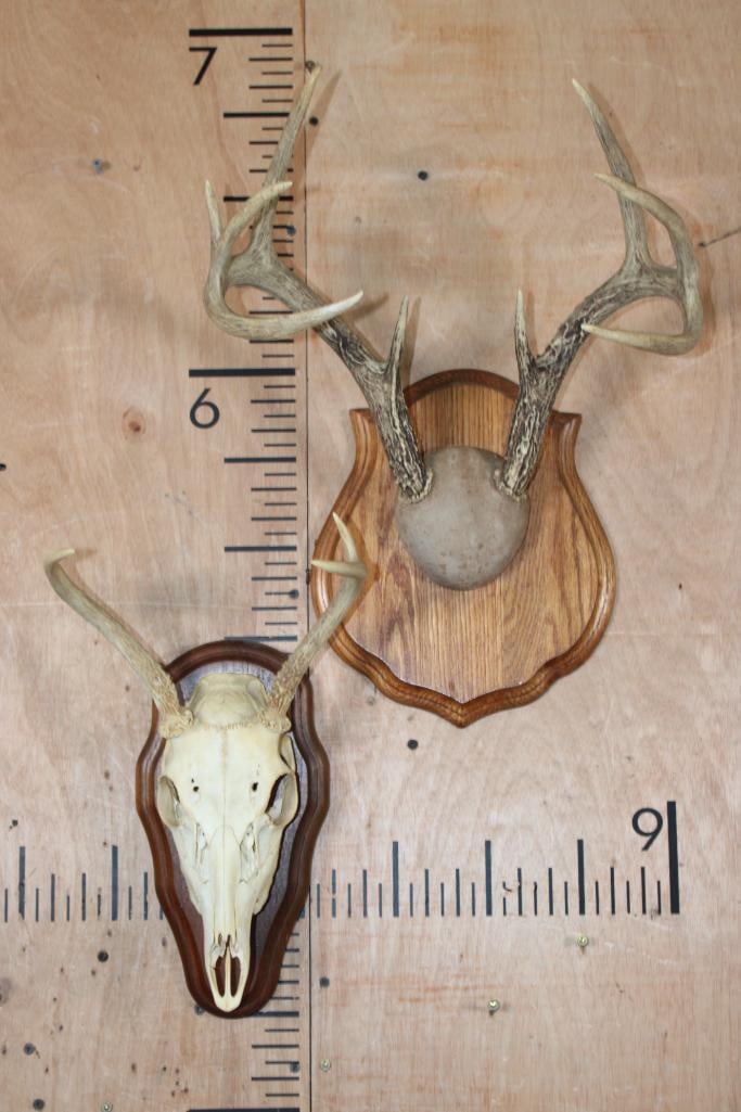 (1) WHITETAIL DEER Skull and (1) WHITETAIL DEER Antler Rack, Both on Wood Plaques (1 of 3)