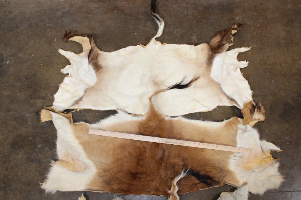 *TEXAS RESIDENTS ONLY* (2) RED LECHWE Back Hides and (1) ADDAX Back Hide - 2