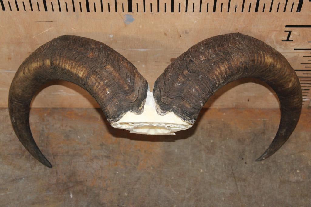 AOUDAD Horns on a Skull Cap: AOUDAD Horns on a Skull Cap. The Horns measure 26.5" Long each and the Total Weight is 7 lbs 8 oz. TAXIDERMY