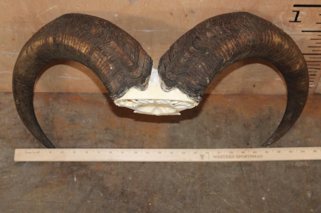 AOUDAD Horns on a Skull Cap - 2