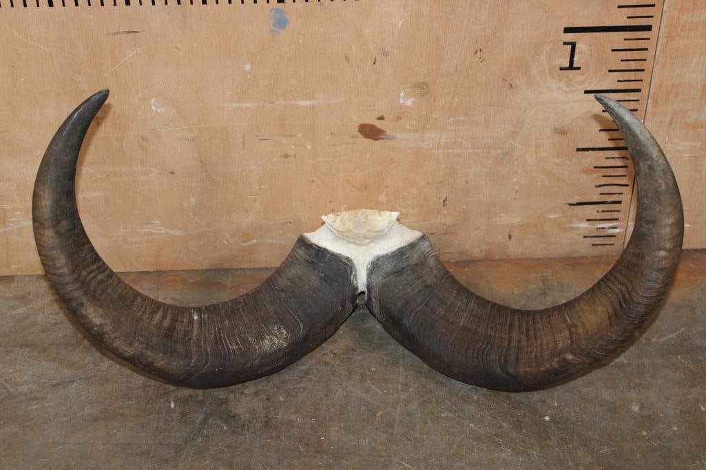 AOUDAD Horns on a Skull Cap - 3