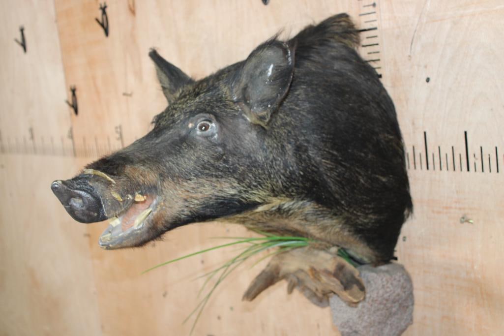 HOG or BOAR Shoulder Mount - 2