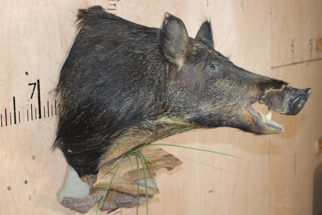 HOG or BOAR Shoulder Mount - 3