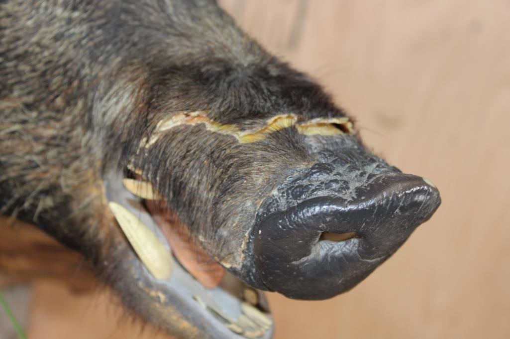 HOG or BOAR Shoulder Mount - 4