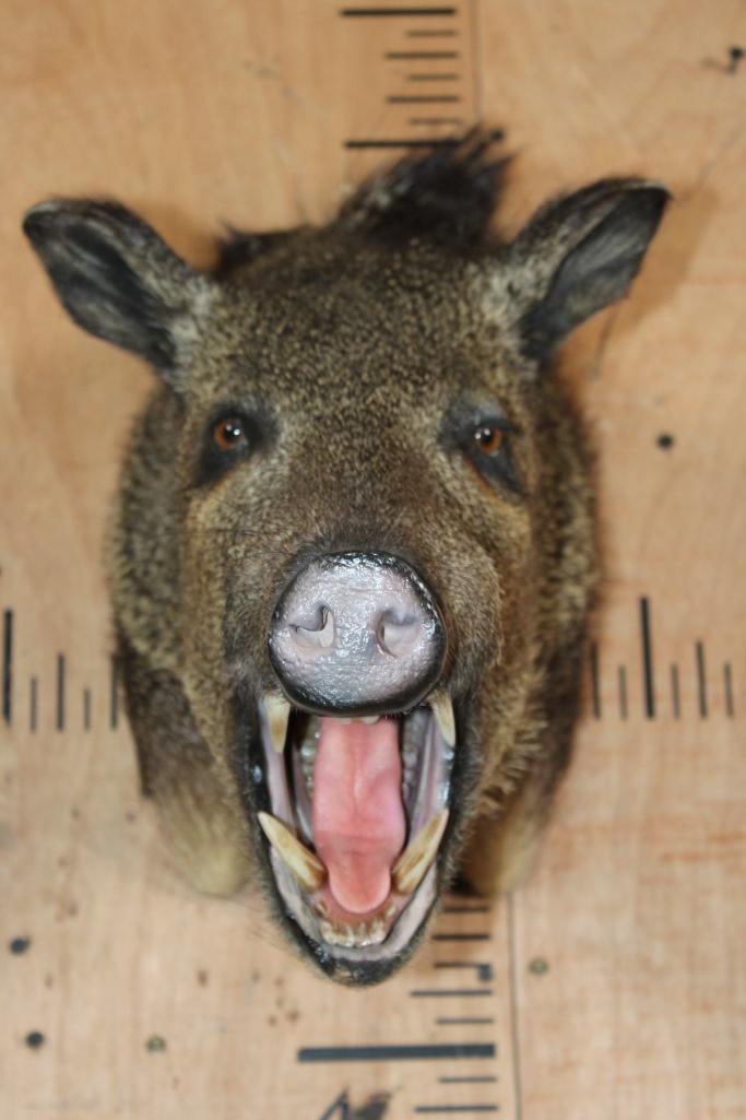 JAVELINA Shoulder Mount - 2