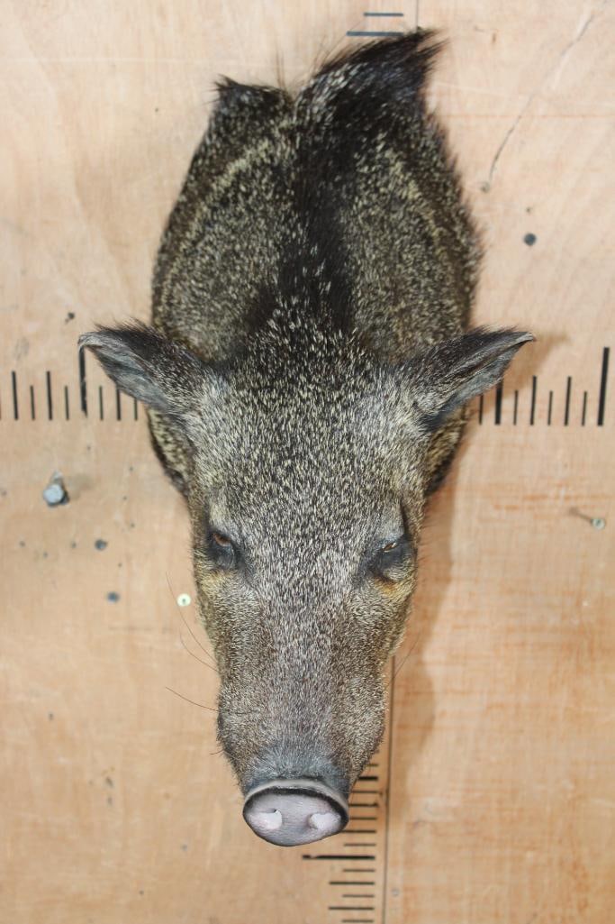 JAVELINA Shoulder Mount - 3