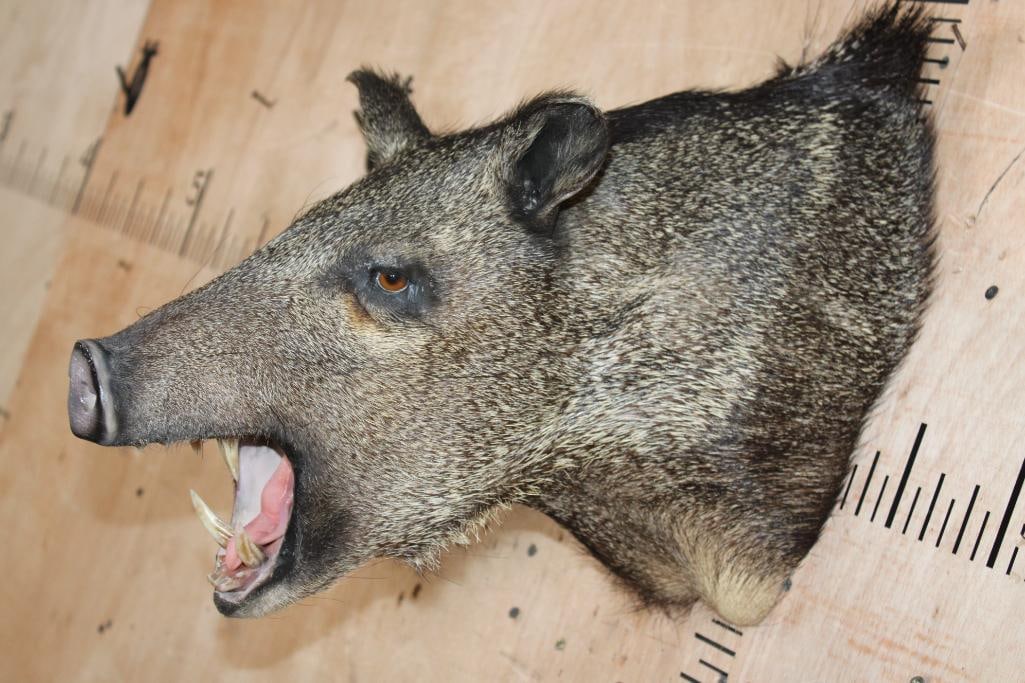 JAVELINA Shoulder Mount - 4