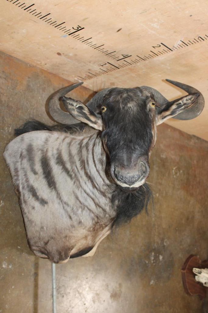 BLUE WILDEBEEST Pedestal Mount with No Pedestal: Nice BLUE WILDEBEEST Pedestal Mount with No Pedestal. It has a 26" Spread and is in Good Condition. TAXIDERMY 