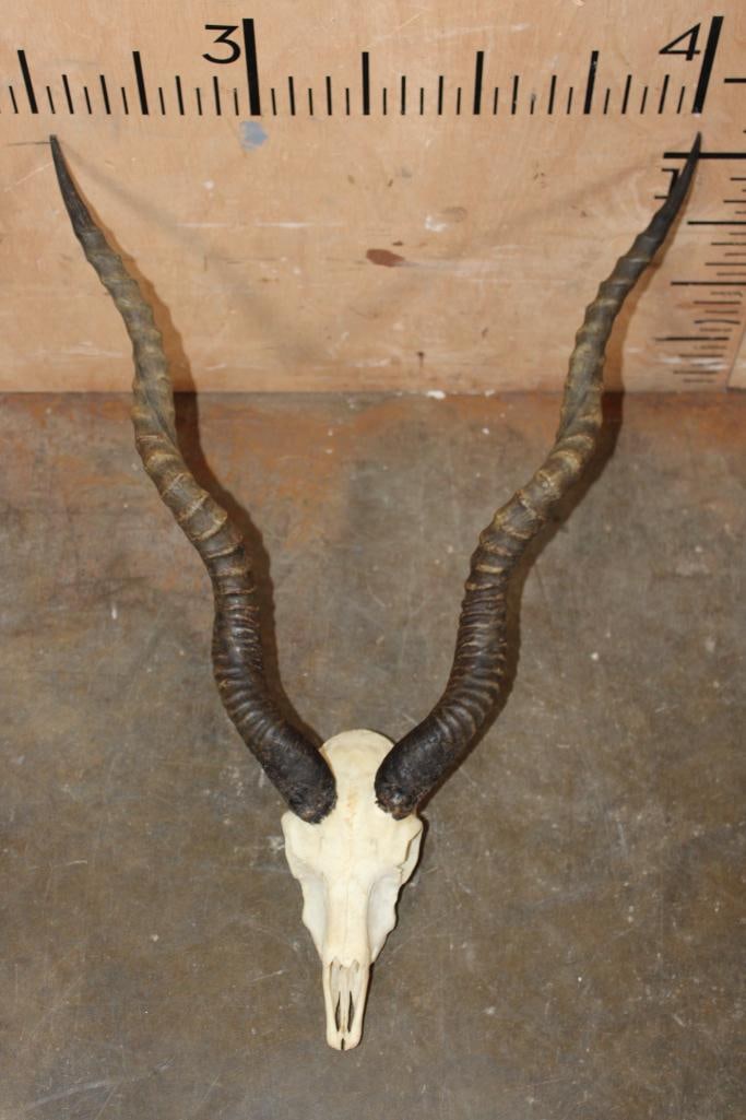 BLACKBUCK Skull: BLACKBUCK Skull with a few of its Teeth. The Horns measure 20.75" and 20 3/8" Long (in a straight line). TAXIDERMY SKULLS 